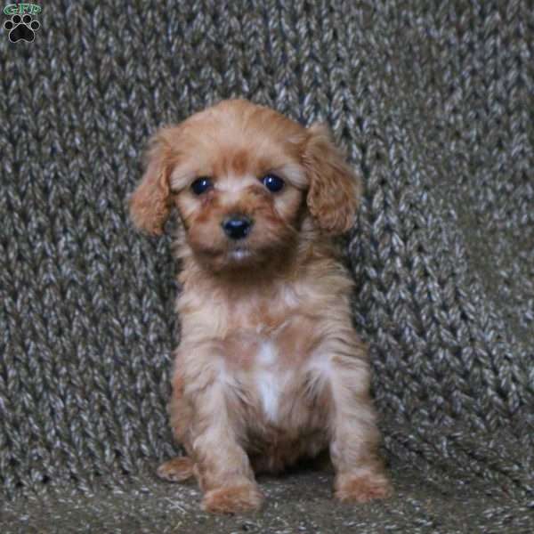 Astrid, Cavapoo Puppy