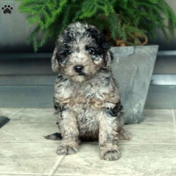 Astrid, Miniature Poodle Puppy