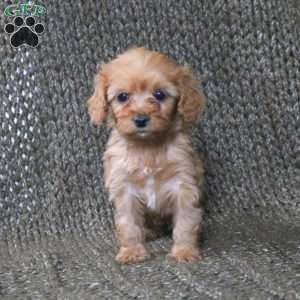 Astrid, Cavapoo Puppy