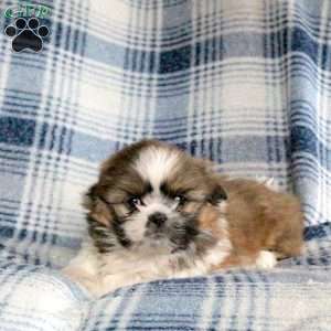 Astrid, Shih Tzu Mix Puppy
