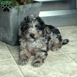 Astrid, Miniature Poodle Puppy