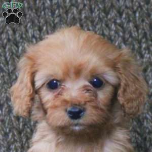 Astrid, Cavapoo Puppy