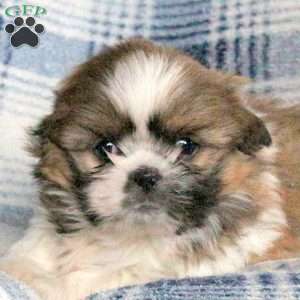 Astrid, Shih Tzu Mix Puppy