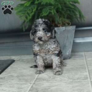 Astrid, Miniature Poodle Puppy