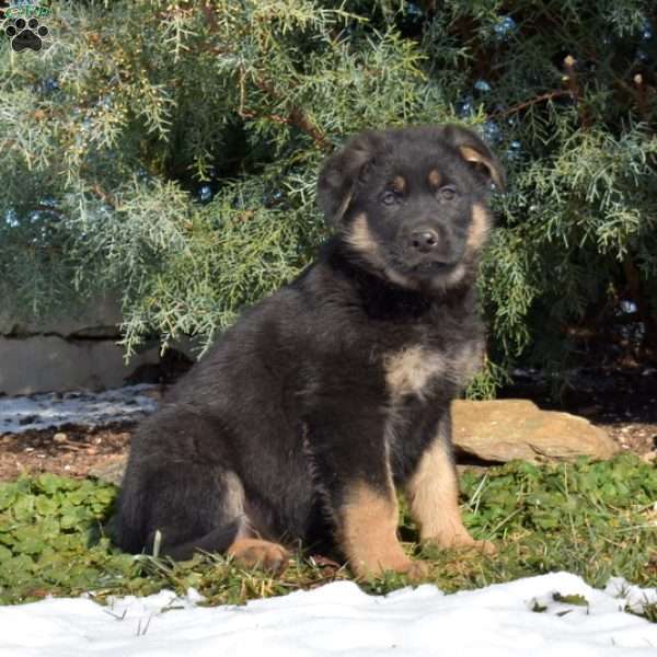 Atlas, German Shepherd Puppy