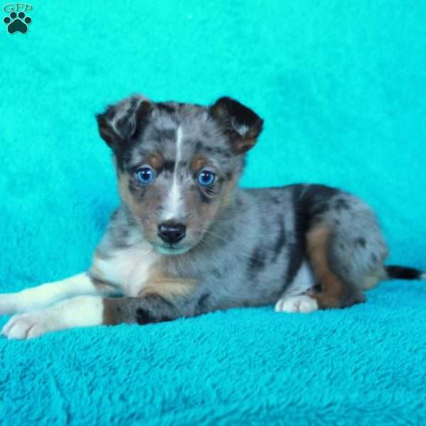 Atlas, Miniature Australian Shepherd Mix Puppy