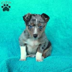 Atlas, Miniature Australian Shepherd Mix Puppy