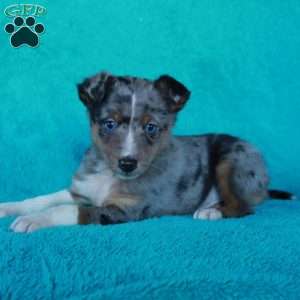 Atlas, Miniature Australian Shepherd Mix Puppy