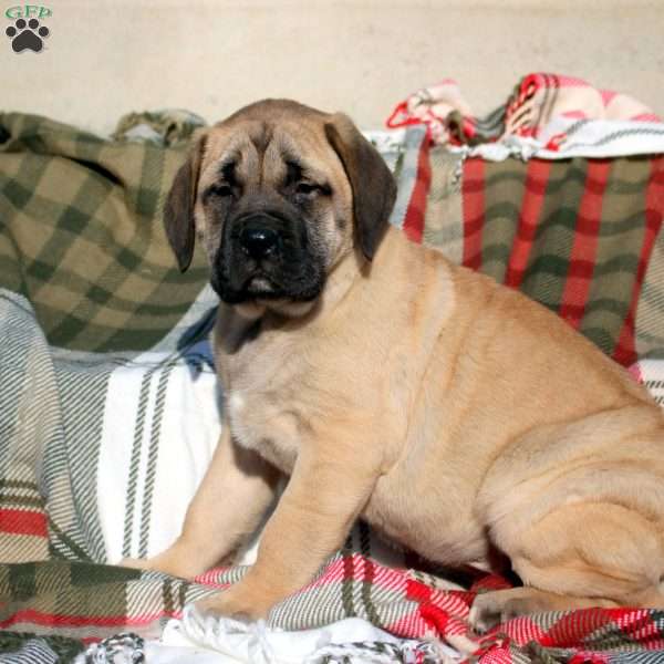Aubrey, English Mastiff Puppy