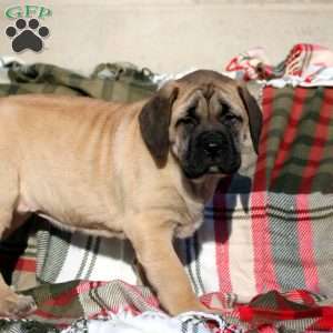 Aubrey, English Mastiff Puppy