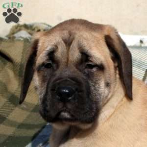 Aubrey, English Mastiff Puppy