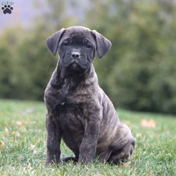 Audrey, Cane Corso Puppy