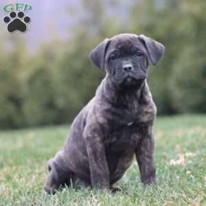 Audrey, Cane Corso Puppy