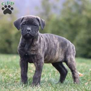 Audrey, Cane Corso Puppy