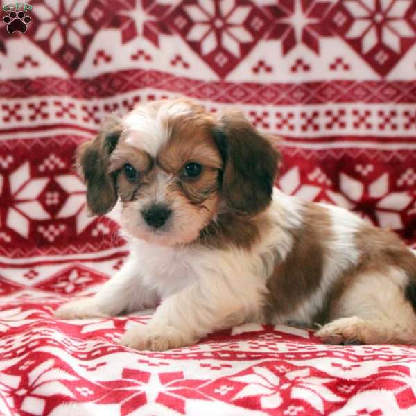 August, Cavachon Puppy