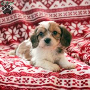 August, Cavachon Puppy