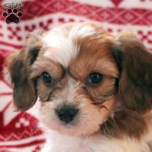 August, Cavachon Puppy