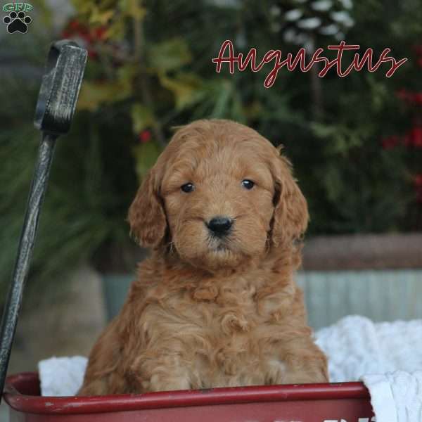 Augustus, Mini Goldendoodle Puppy