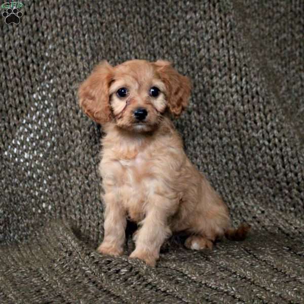 Aurora, Cavapoo Puppy