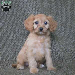 Aurora, Cavapoo Puppy