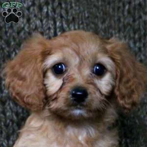 Aurora, Cavapoo Puppy
