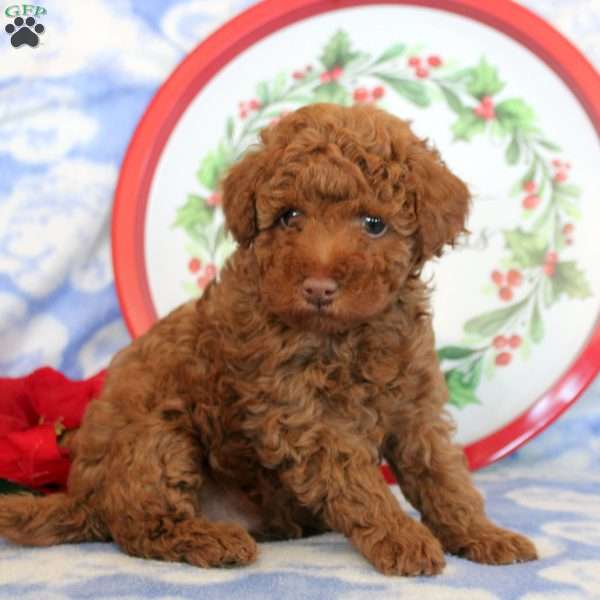 Austin, Toy Poodle Puppy
