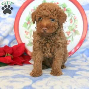 Austin, Toy Poodle Puppy