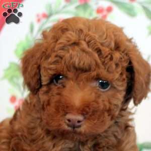 Austin, Toy Poodle Puppy