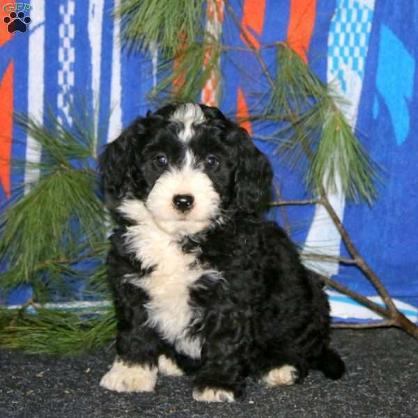 Austin, Mini Goldendoodle Puppy