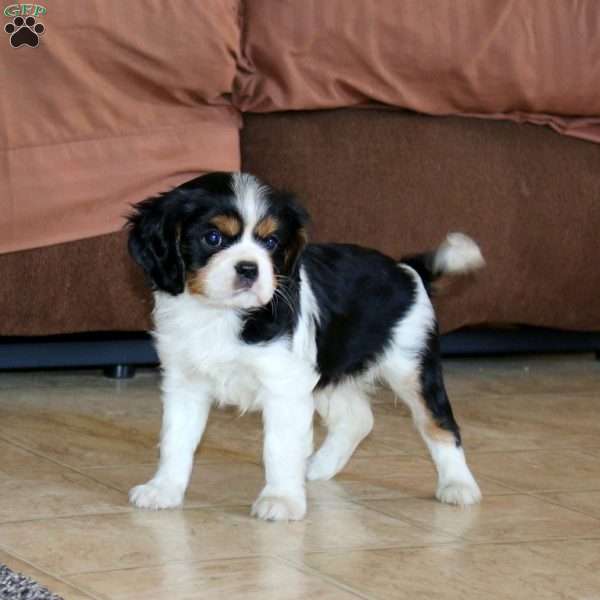 Austin, Cavalier King Charles Spaniel Puppy