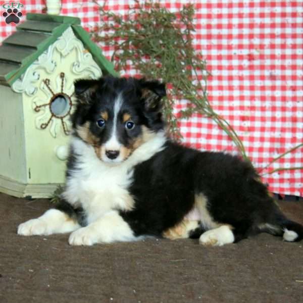 Austin, Sheltie Puppy