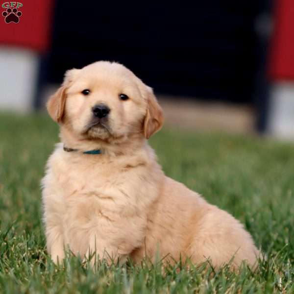 Austin, Golden Retriever Puppy