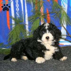 Austin, Mini Goldendoodle Puppy