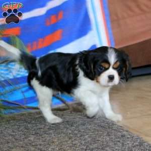 Austin, Cavalier King Charles Spaniel Puppy