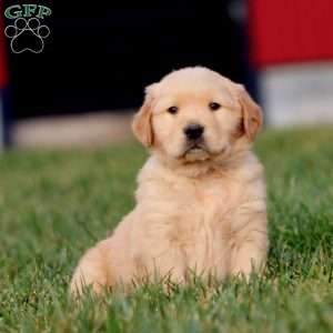 Austin, Golden Retriever Puppy