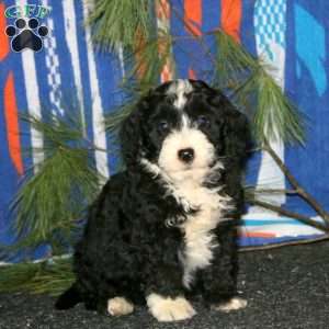 Austin, Mini Goldendoodle Puppy