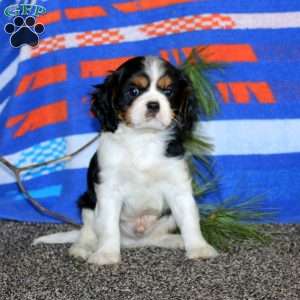 Austin, Cavalier King Charles Spaniel Puppy