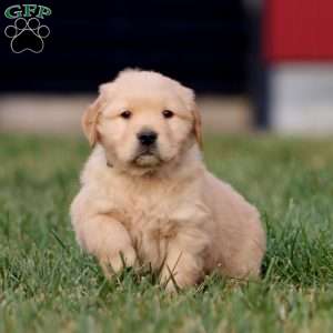 Austin, Golden Retriever Puppy