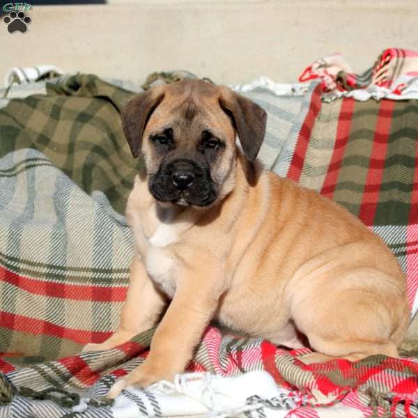 Autumn, English Mastiff Puppy