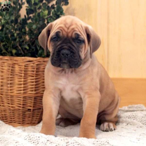 Autumn, Cane Corso Puppy
