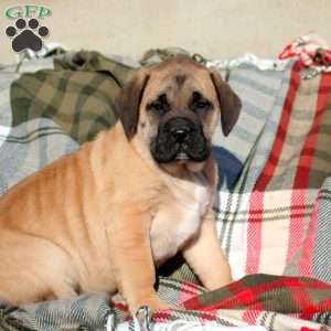 Autumn, English Mastiff Puppy