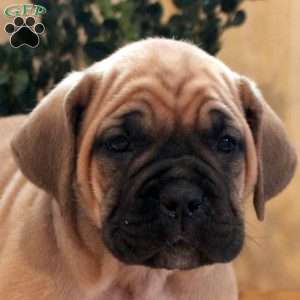 Autumn, Cane Corso Puppy