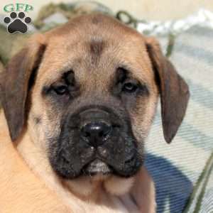 Autumn, English Mastiff Puppy