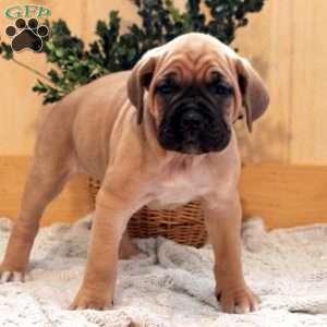 Autumn, Cane Corso Puppy