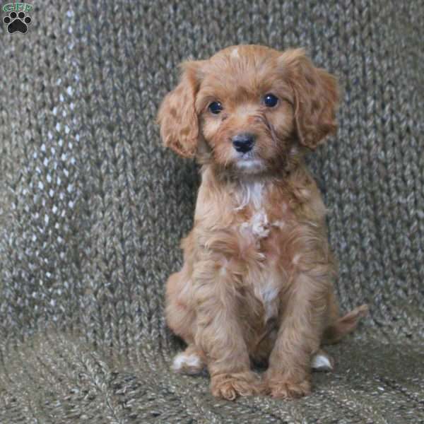Ava, Cavapoo Puppy