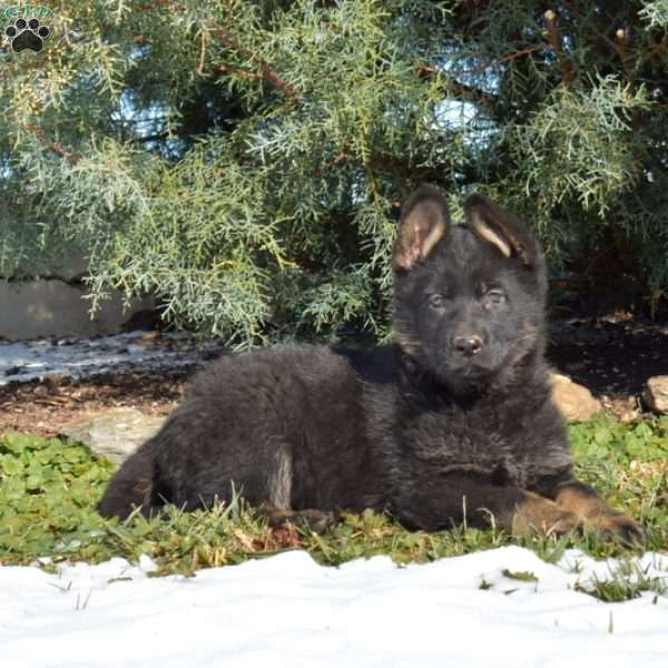 Ava, German Shepherd Puppy