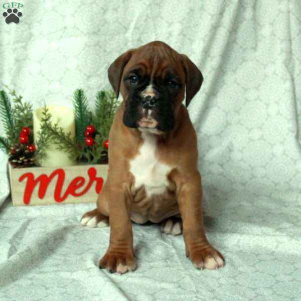 Ava, Boxer Puppy