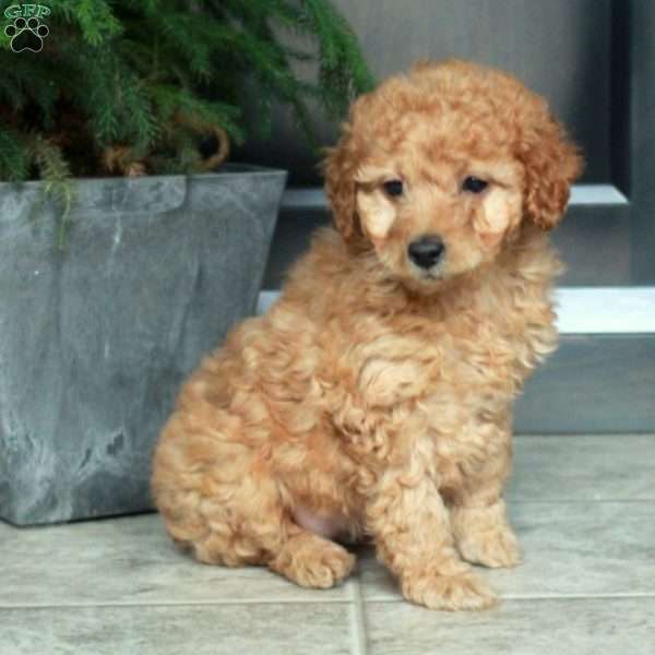 Ava, Miniature Poodle Puppy