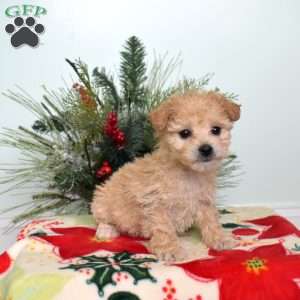 Ava, Maltipoo Puppy