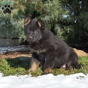 Ava, German Shepherd Puppy